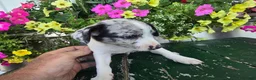 Chihuahua dogs for sale: Blaze - Ad 3