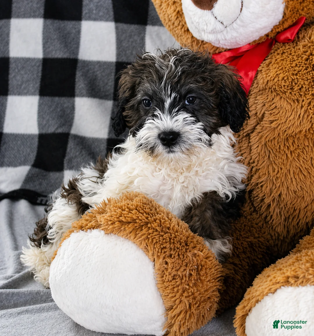 Mixed Breed dogs for sale: Bentley - Ad 9