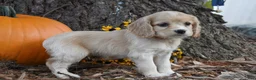 Cocker Spaniel dogs for sale: Macey - Ad 2