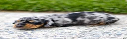Miniature Dachshund dogs for sale: Colt Miniature Dachshund Puppy  - Ad 5