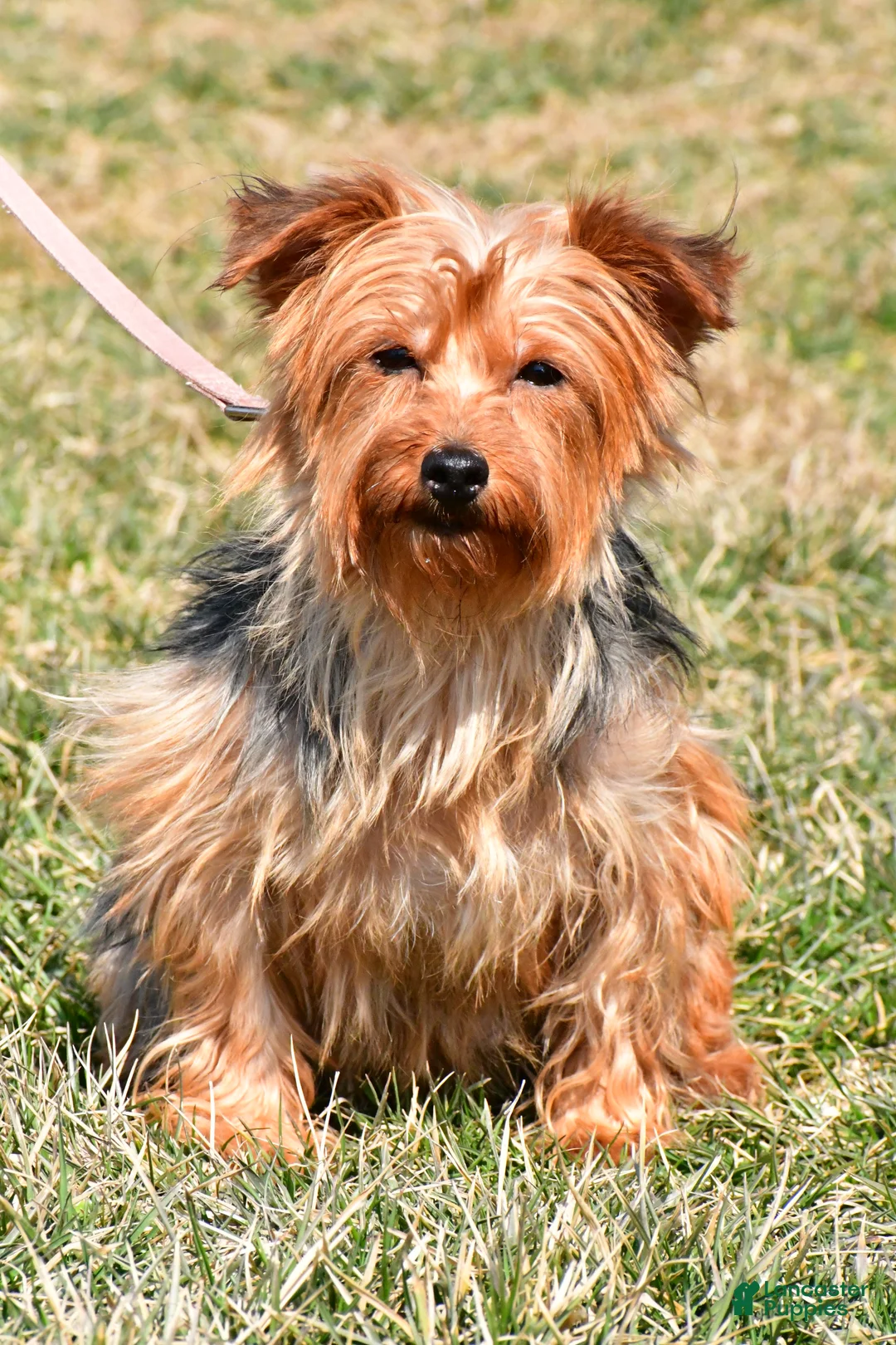 Morkie dogs for sale: Daryl - Ad 9