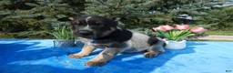 Australian Cattle Dog dogs for sale: Australian Cattle Dog 1 Trigger - Ad 2