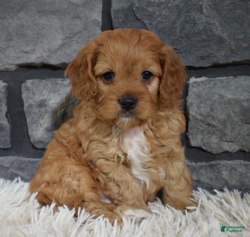 Cavapoo dogs Parker - Ad 20