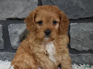 Cavapoo dogs Parker - Ad 36