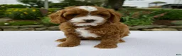 Cavapoo dogs for sale: Ginger - Ad 1