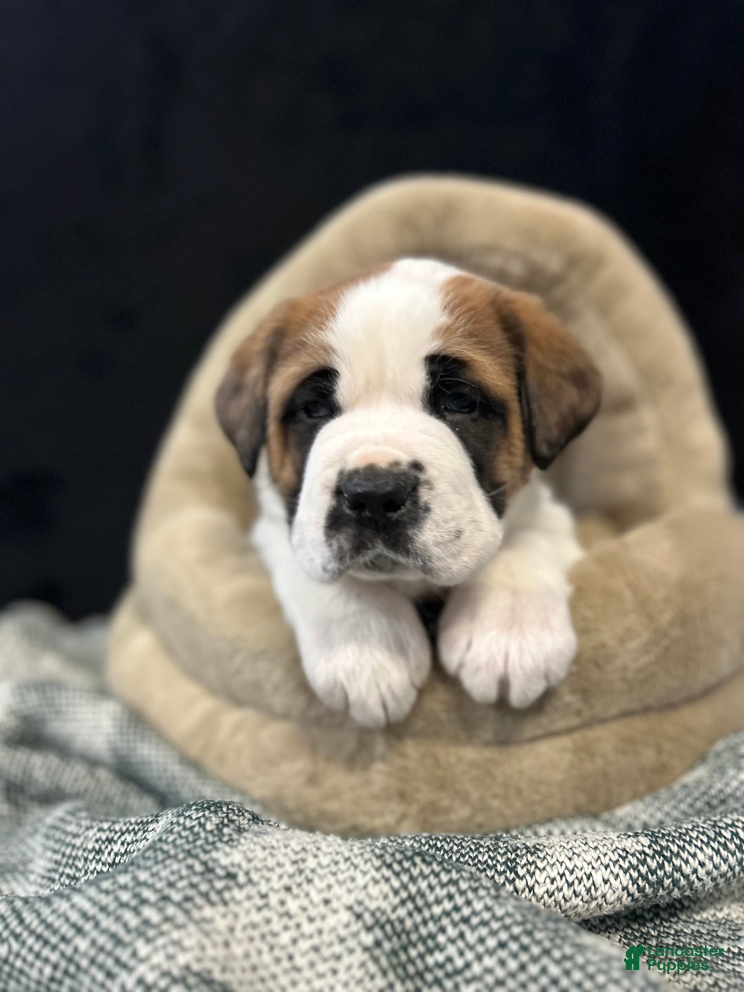 Saint Bernard dogs for sale: Tyler - Ad 3