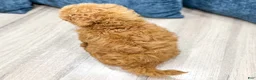 Bichpoo dogs for sale: Zaylee - Ad 6
