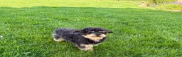 Havapoo dogs for sale: Havapoo - Ad 3