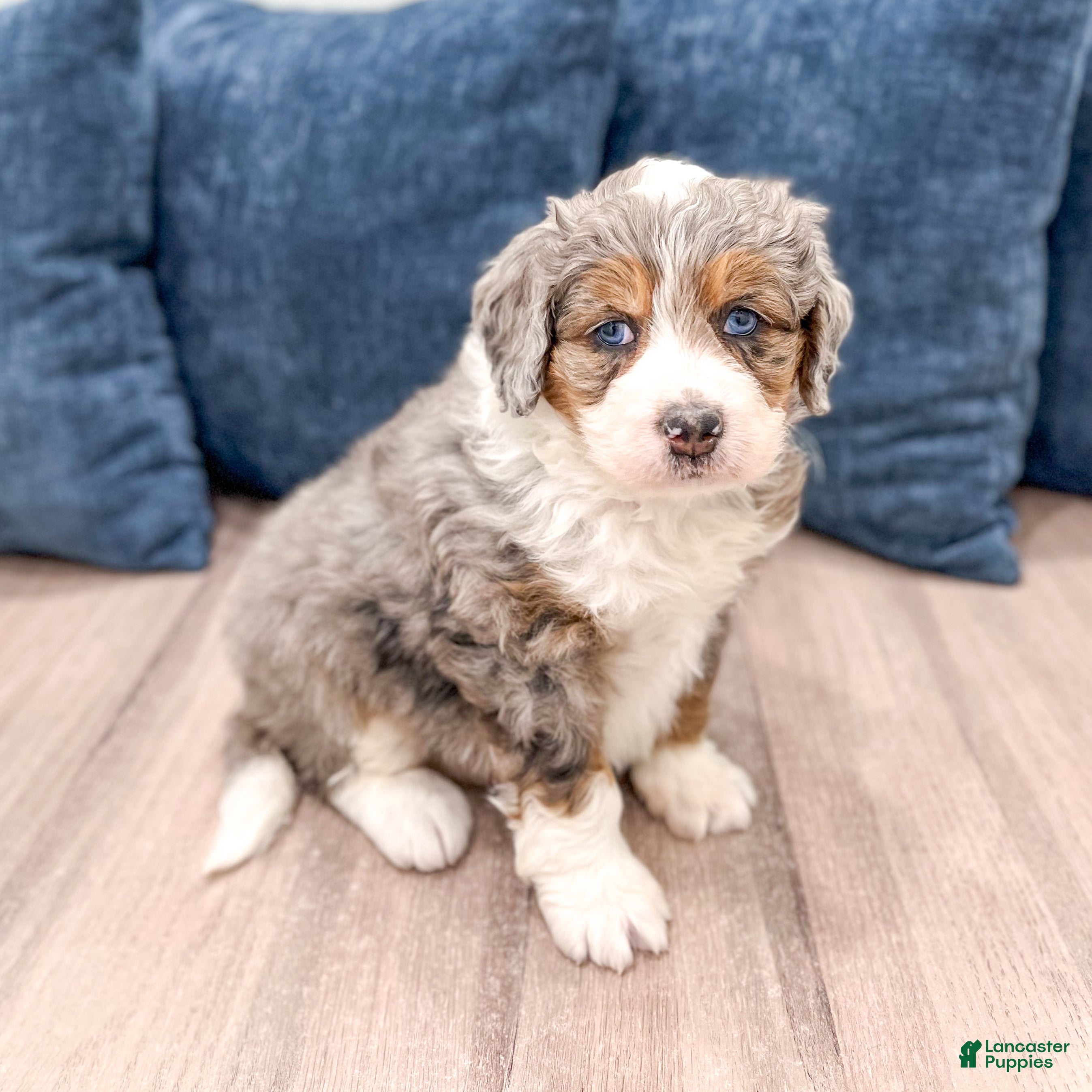 Mini Bernedoodle dogs Aspen - Ad 1