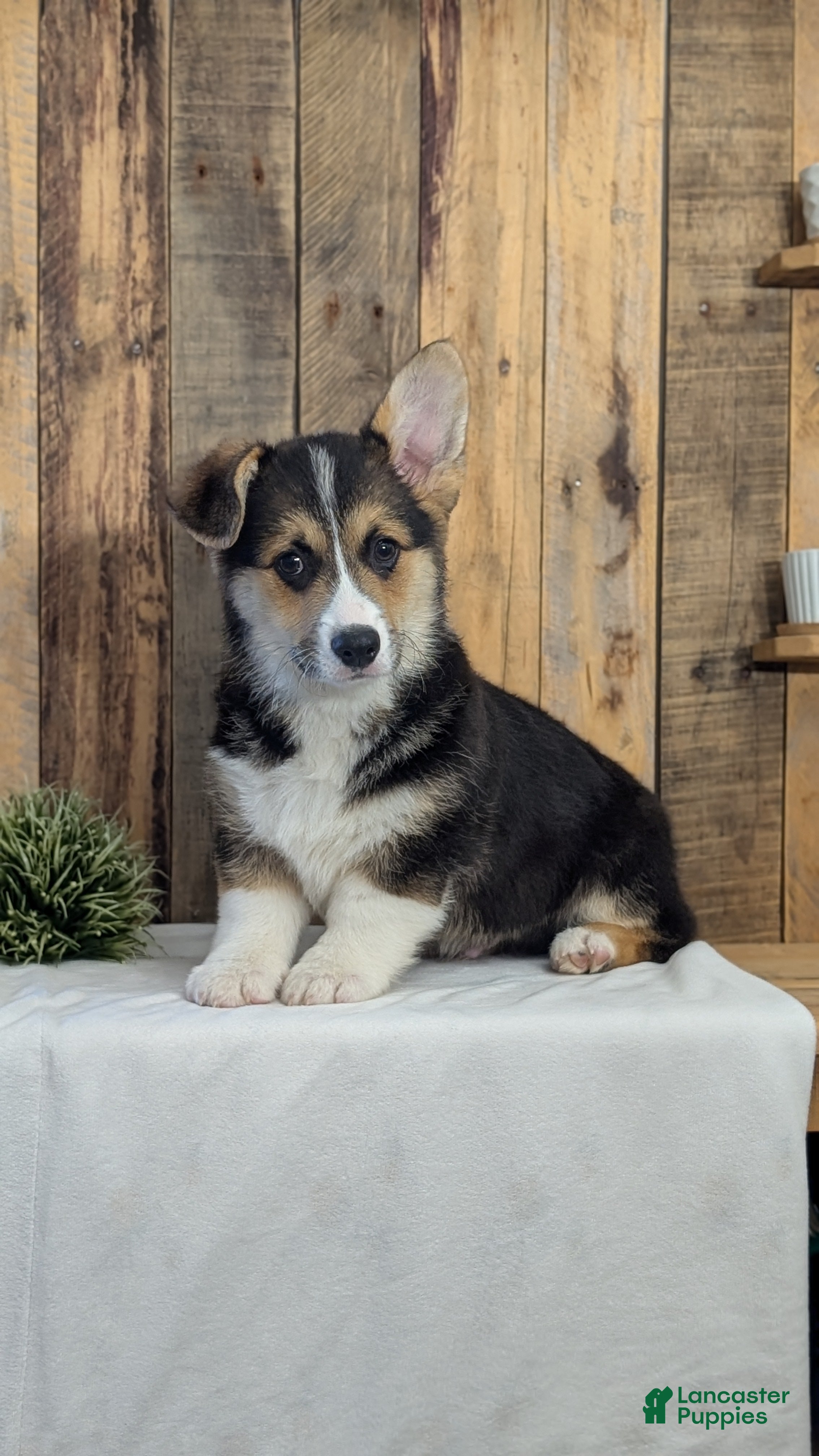 Welsh Corgi Pembroke dogs Nash - Ad 2