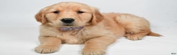 Golden Retriever dogs for sale: Lilly - Ad 7