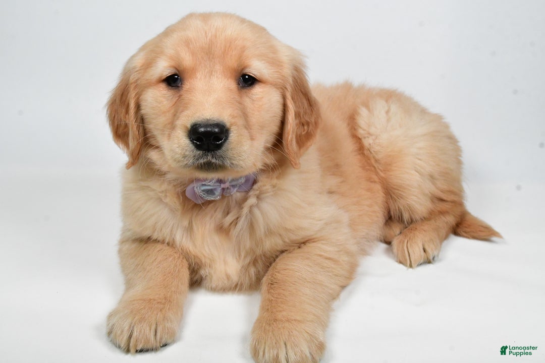 Golden Retriever dogs for sale: Lilly - Ad 7