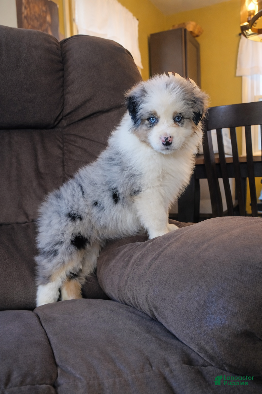 Australian Shepherd dogs Daisy - Ad 1