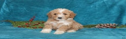 Mini Goldendoodle dogs for sale: Ivy - Ad 4
