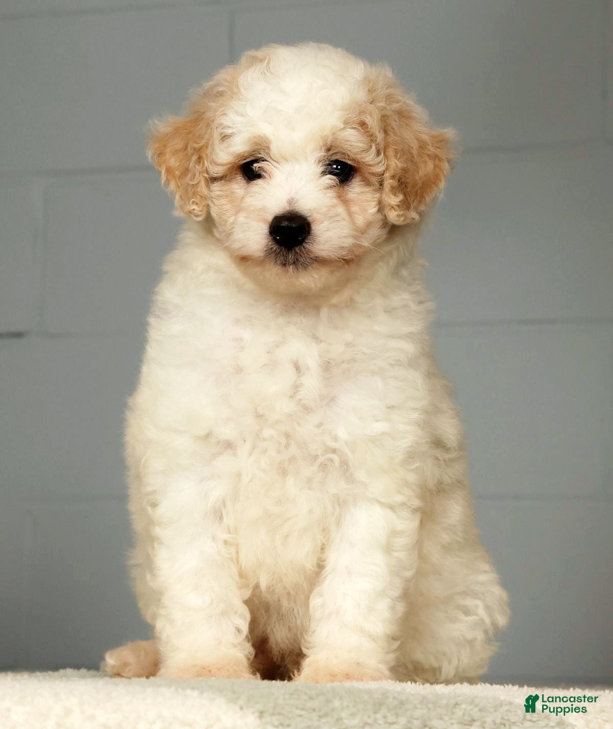 Miniature Poodle dogs Parker - Ad 2