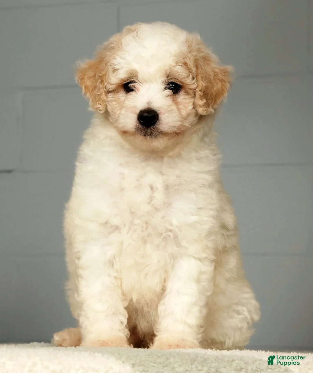 Miniature Poodle dogs for sale: Parker - Ad 2