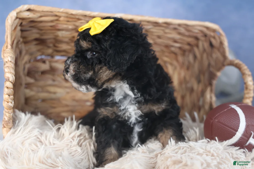 Miniature Poodle dogs for sale: Rocko - Ad 14