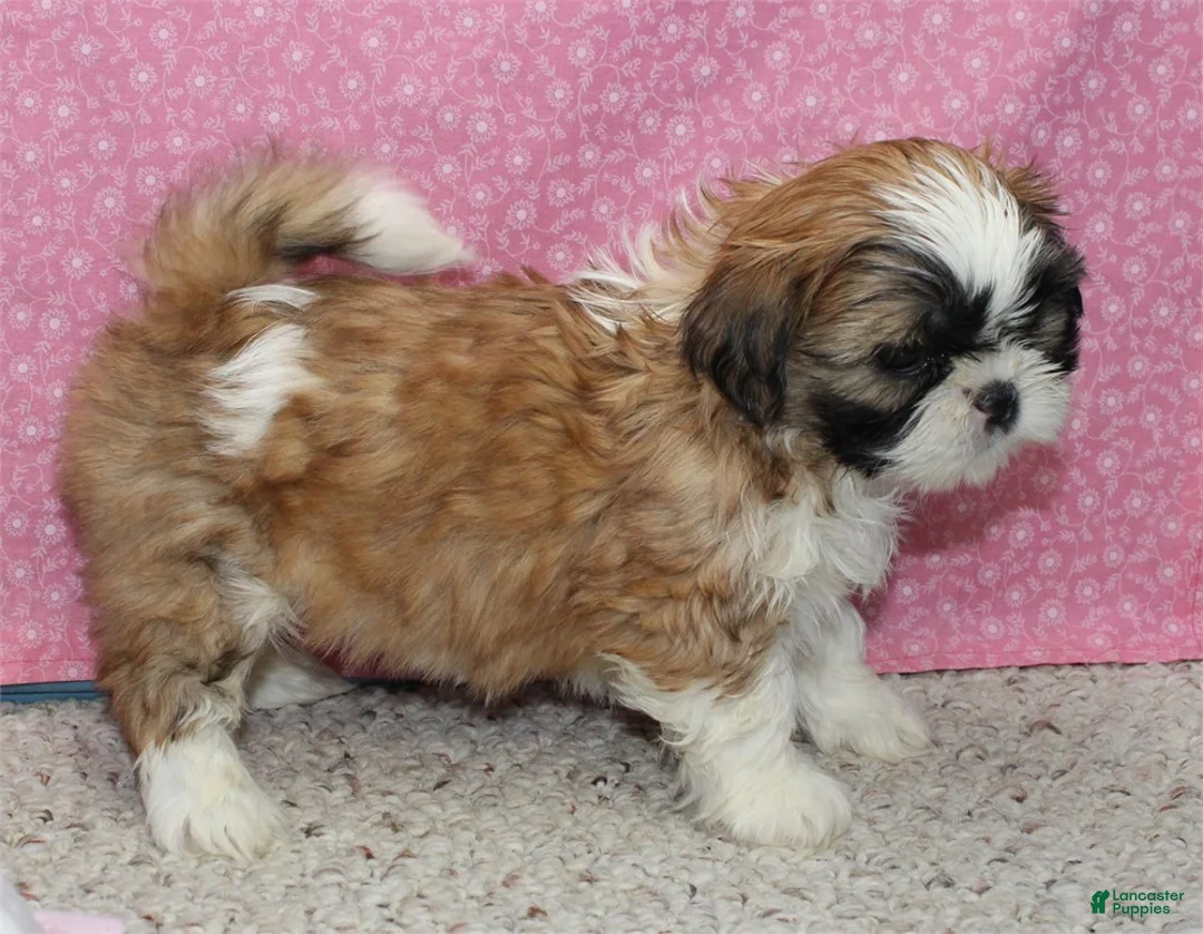 Shih Tzu dogs for sale: Liberty - Ad 3