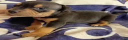 American Bully dogs for sale: Black Tri male - Ad 1