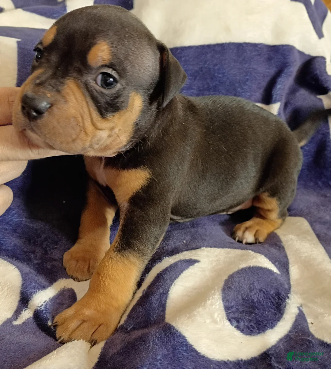 American Bully dogs for sale: Black Tri male - Ad 1