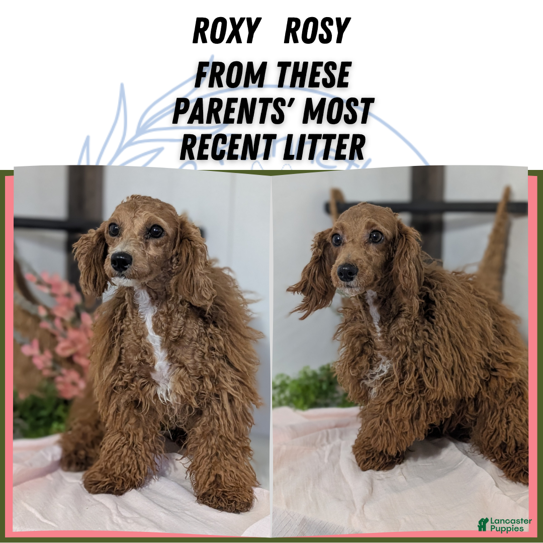 Miniature Poodle dogs for sale: Ziggy - Ad 14