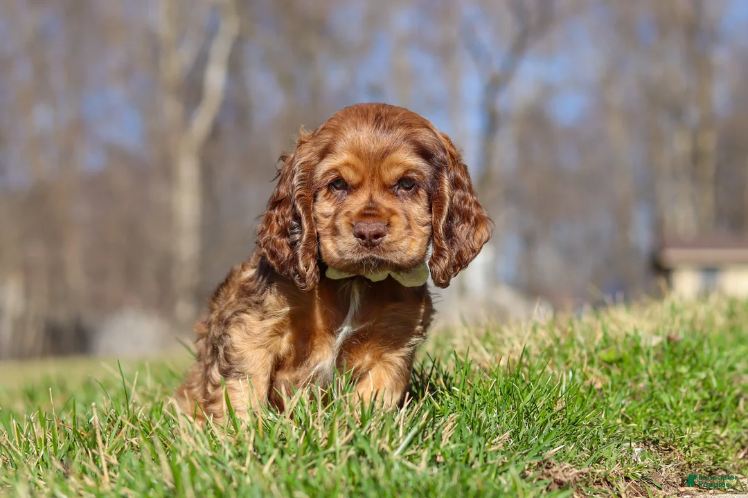 Cocker Spaniel dogs for sale: Rocco - Ad 2