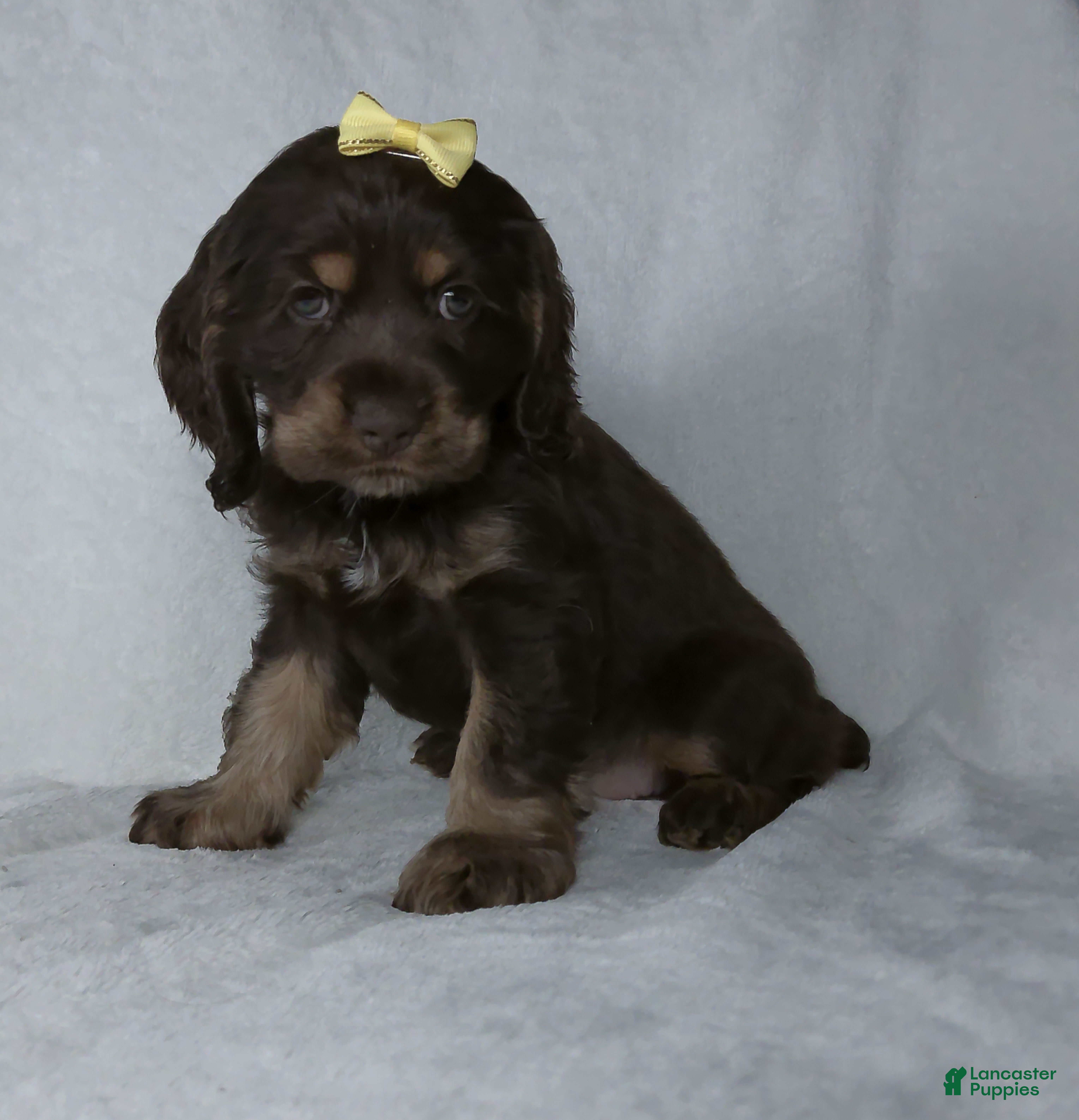 Cocker Spaniel dogs Nova - Ad 2