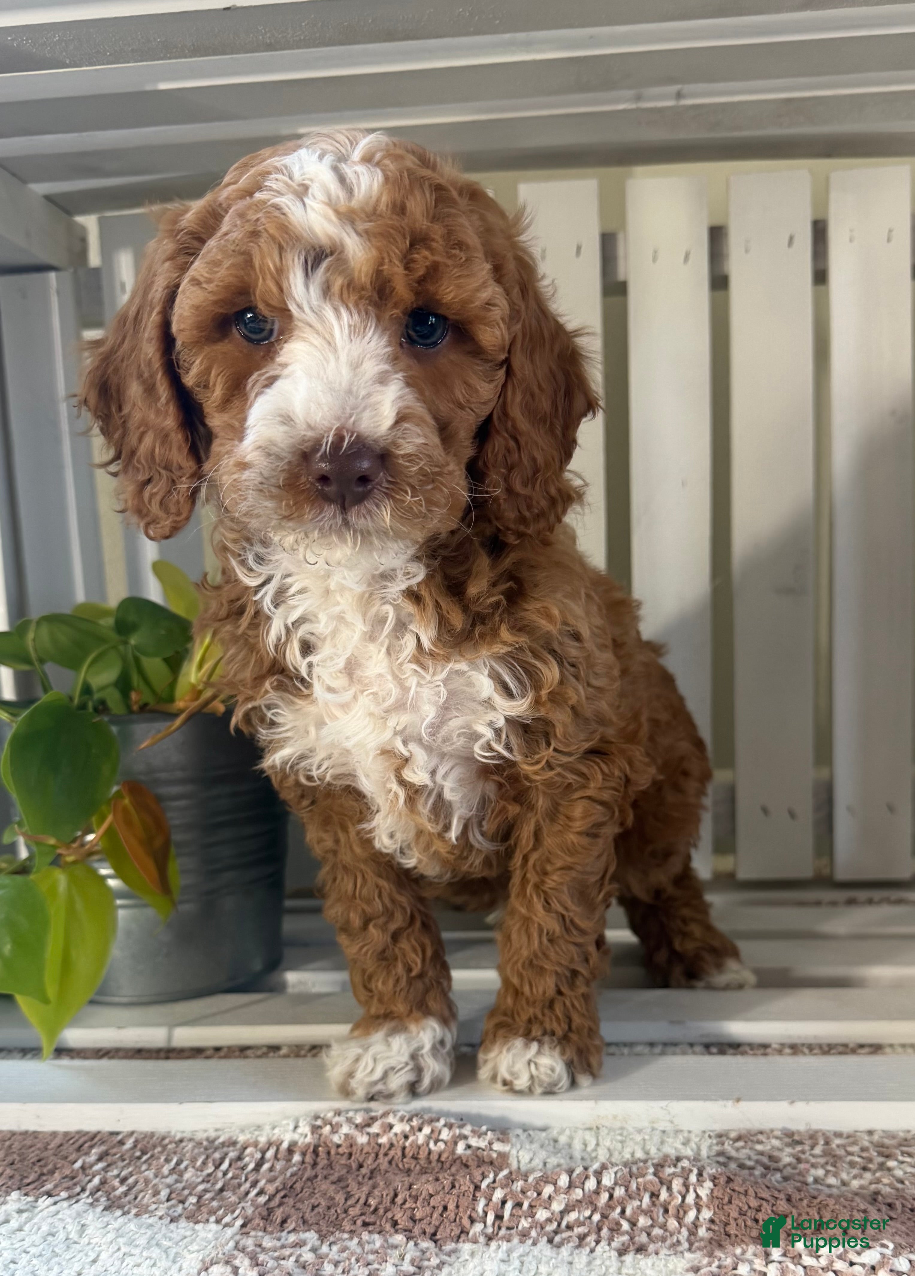 Cavapoo dogs Ace - Ad 1