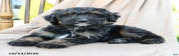 Mini Bernedoodle dogs for sale: Ranger - Ad 4