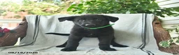 German Shepherd dogs for sale: Georgia - Ad 4