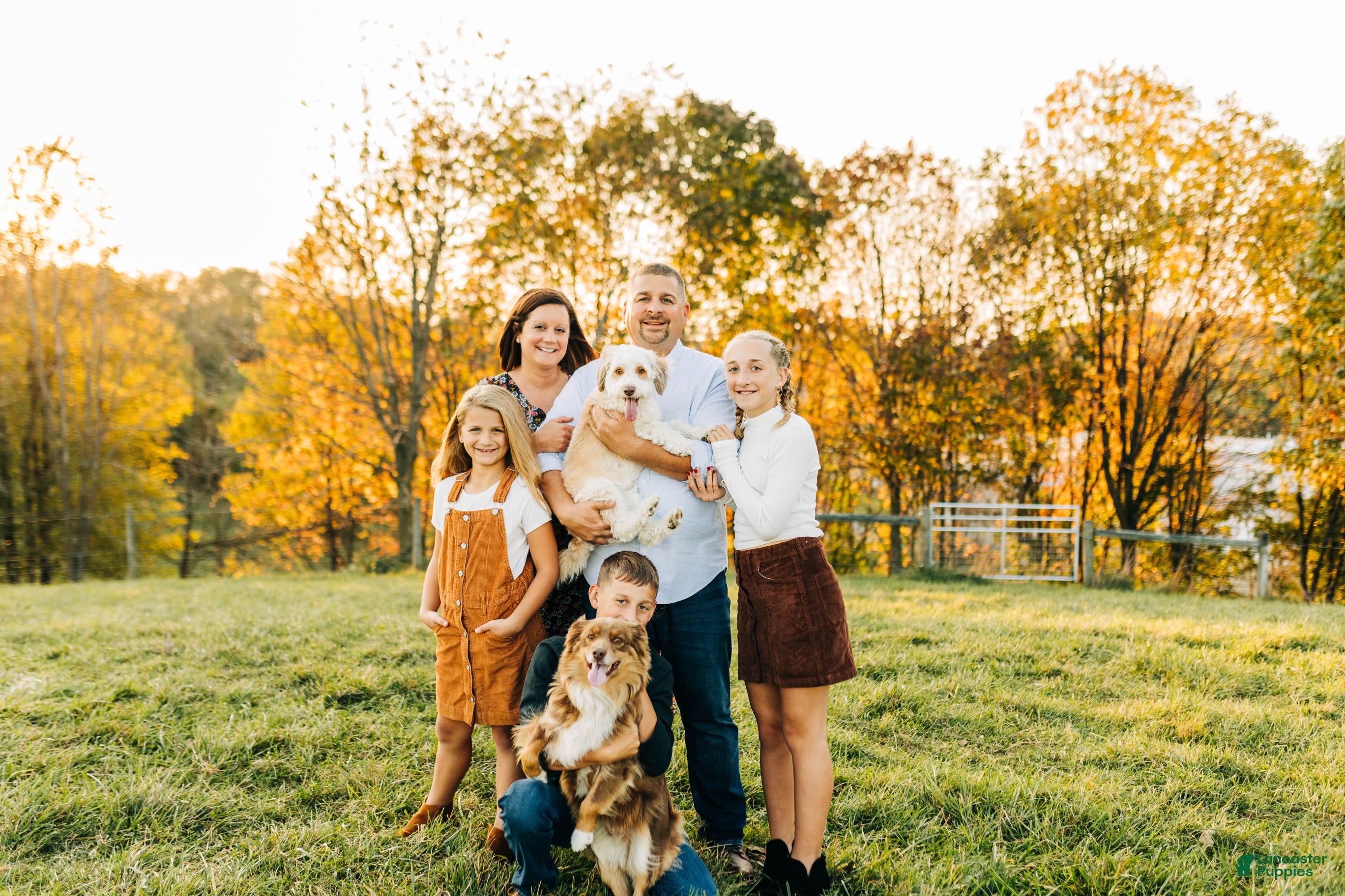 Mini Aussiedoodle dogs Lucy - Ad 2