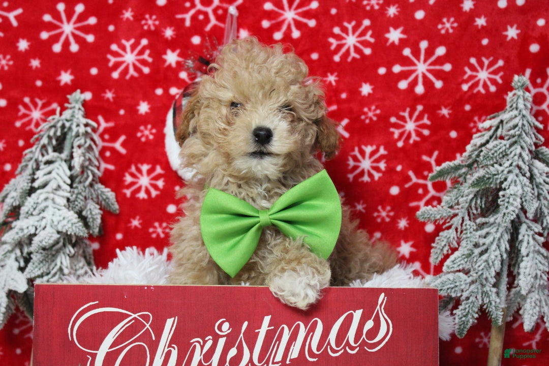 Havapoo dogs for sale: Foxtrot  - Ad 1