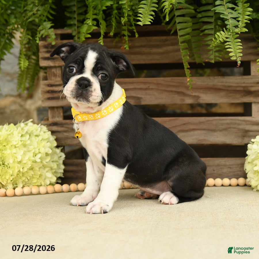 Boston Terrier dogs Tonya - Ad 1
