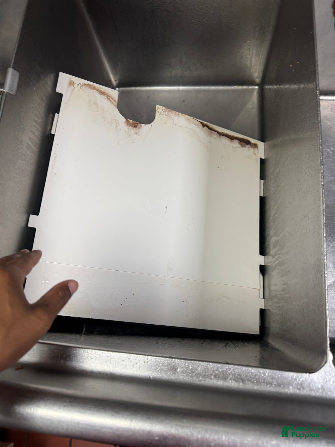 French Bulldog dogs for sale: French Bulldog Puppy 1 - Ad 5