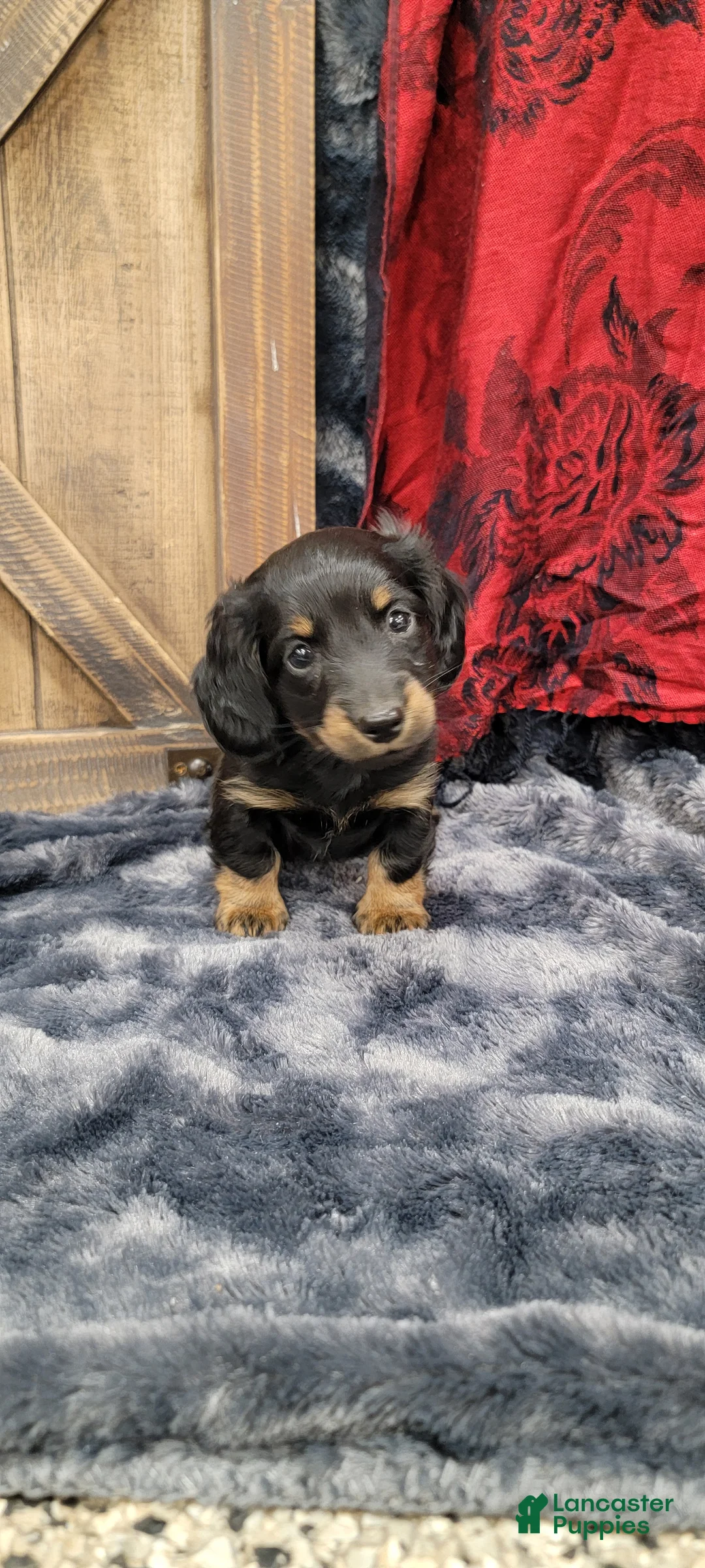 Dachshund dogs for sale: Gritty - Ad 6