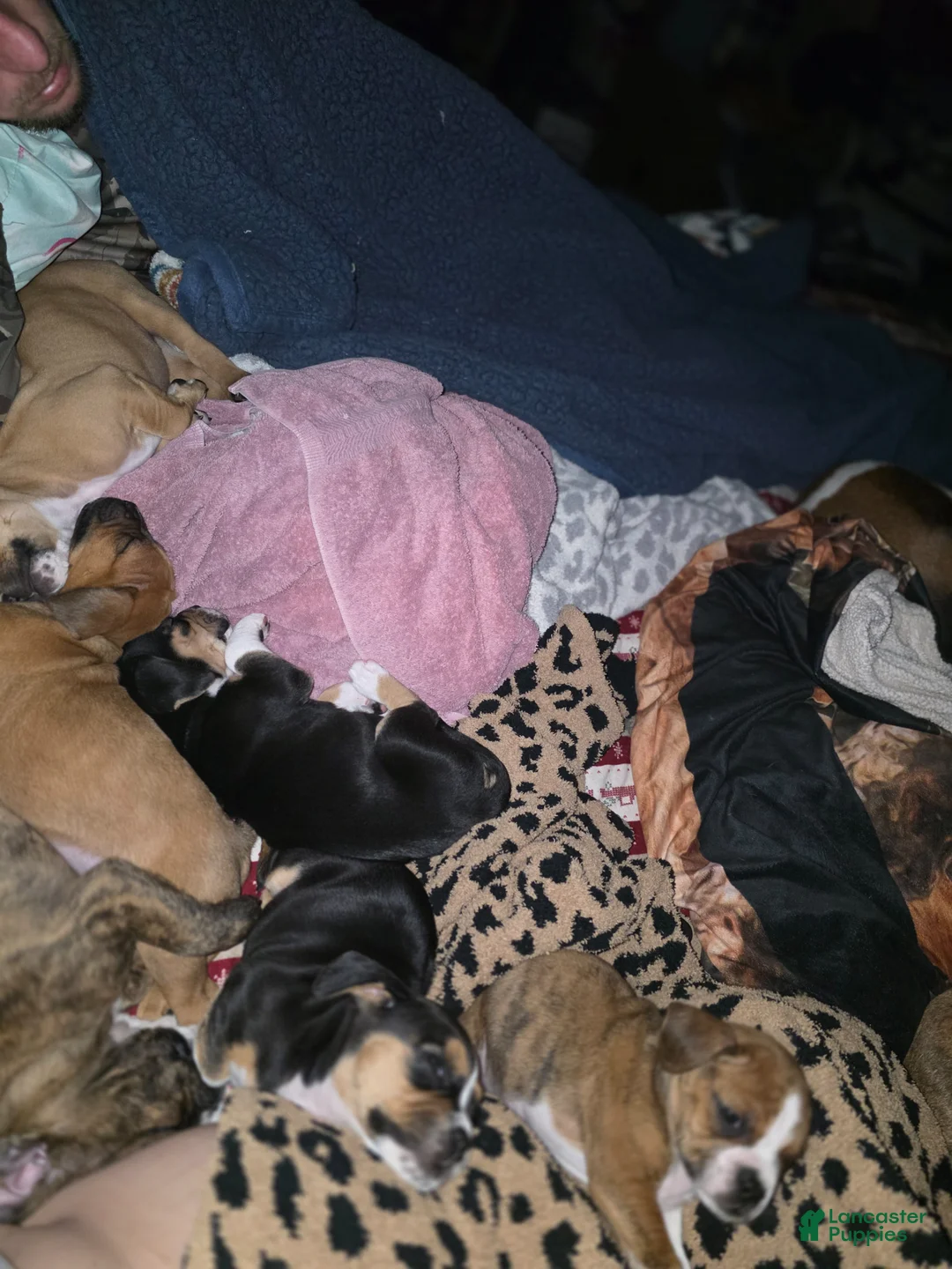 Mixed Breed dogs for sale: Brownie - Ad 22