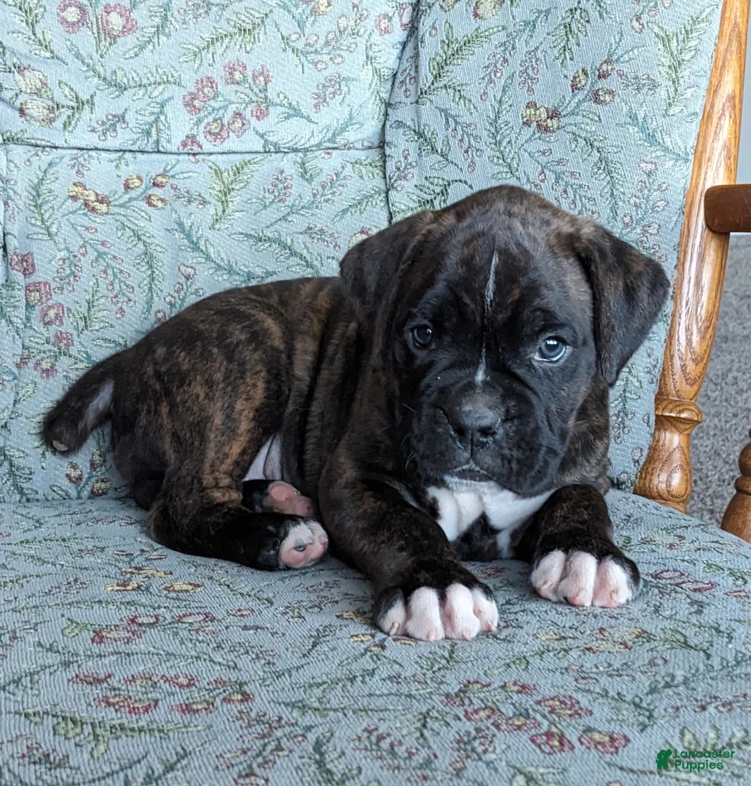 Boxer dogs for sale: Oscar - Ad 2