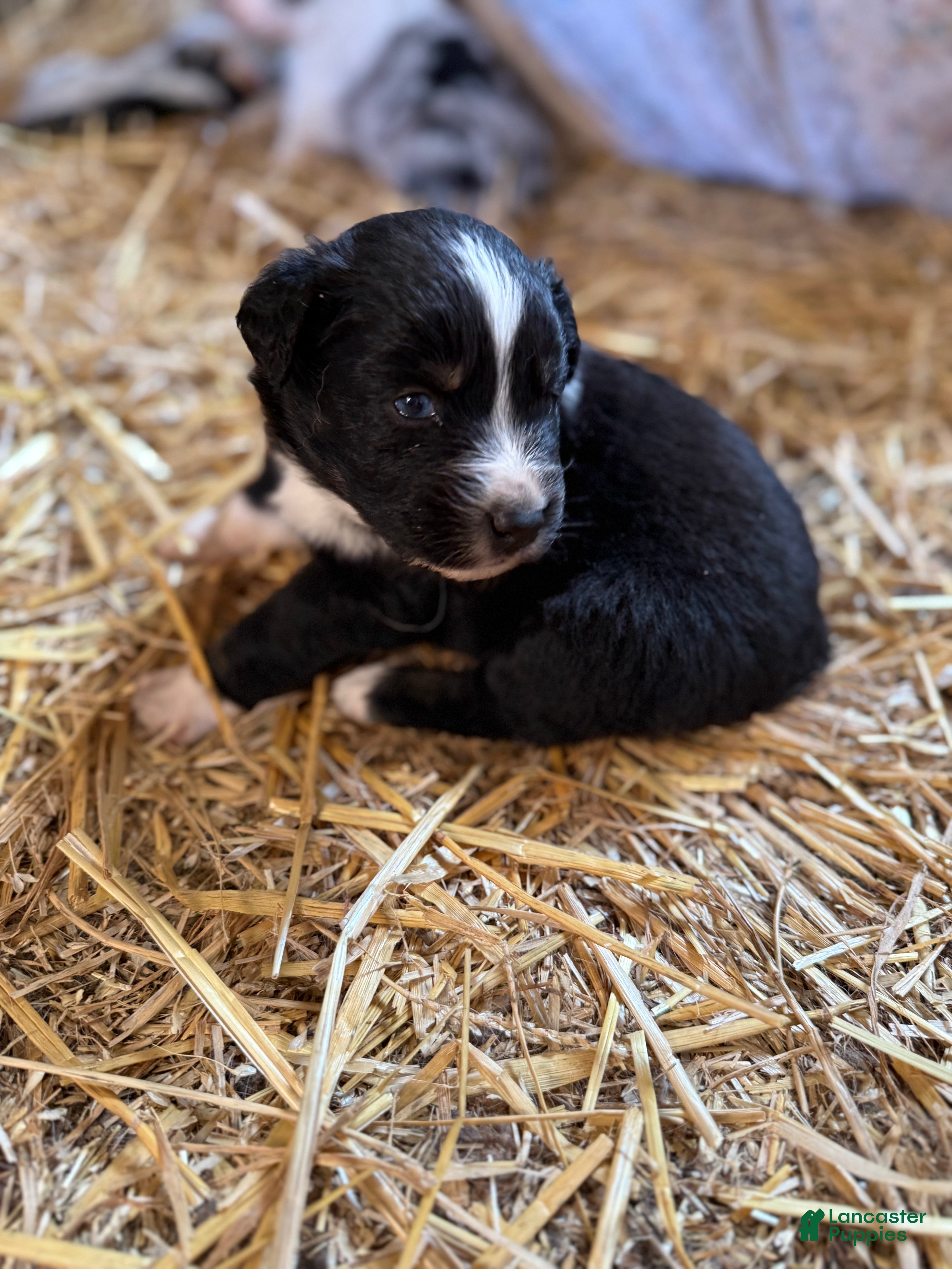 Australian Shepherd dogs Australian Shepherd Puppy 6 - Ad 2
