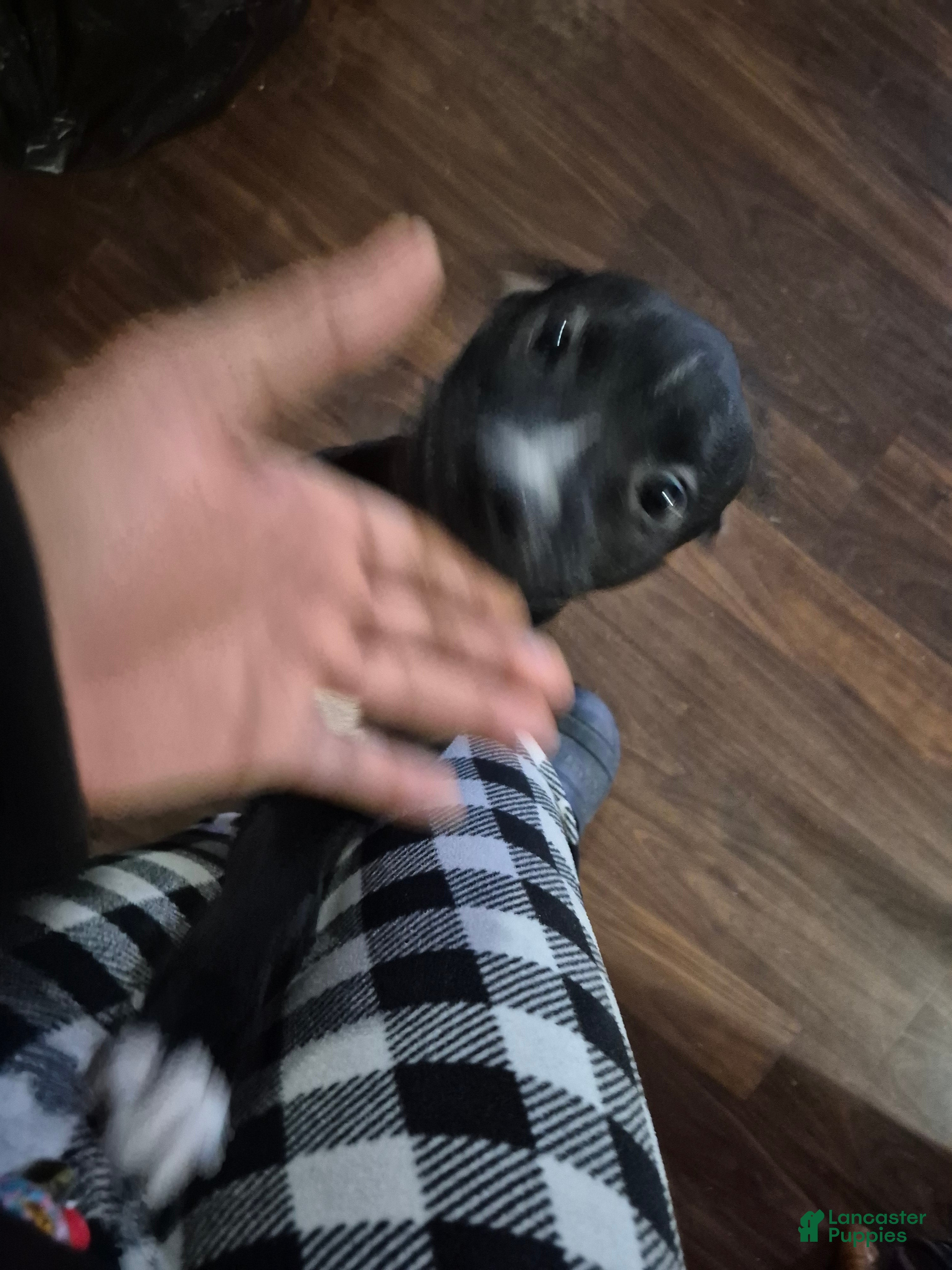 American Staffordshire Terrier dogs American Staffordshire Terrier Puppy 3 - Ad 1