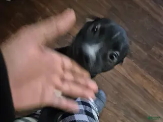 American Staffordshire Terrier dogs for sale: American Staffordshire Terrier Puppy 3 - Ad 2