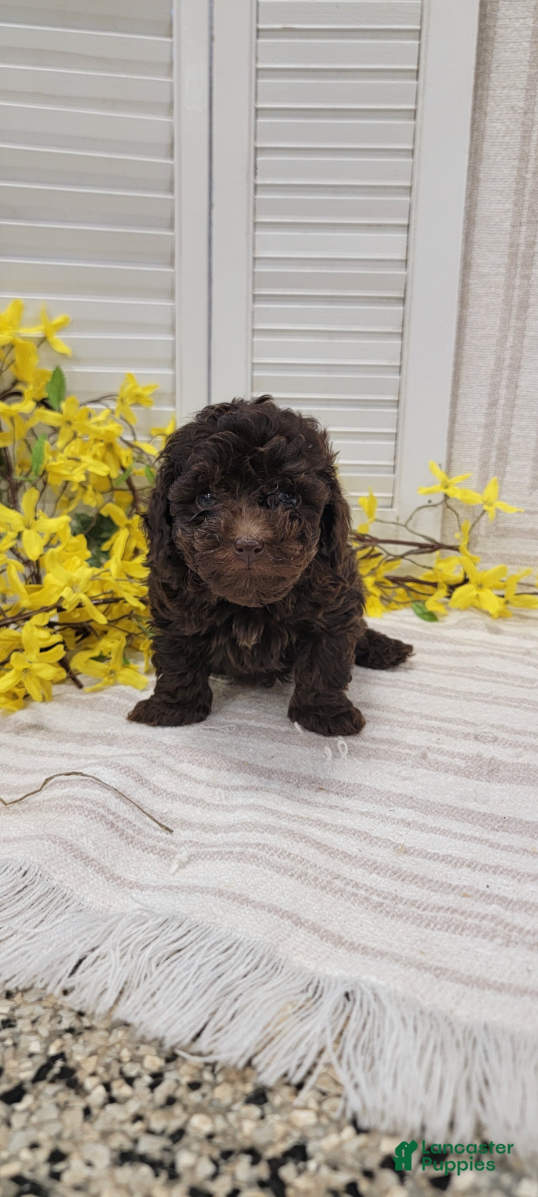 Toy Poodle dogs Rudy - Ad 2