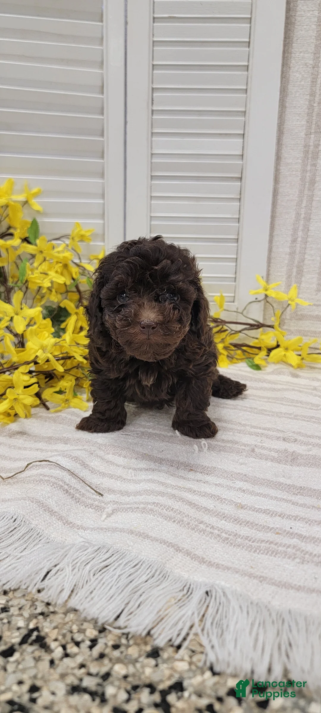 Toy Poodle dogs for sale: Rudy - Ad 2