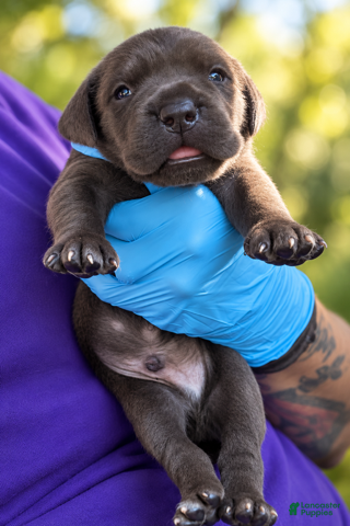 Cane Corso dogs Silas - Ad 2