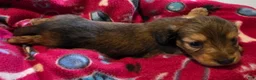 Miniature Dachshund dogs for sale: Tilly - Ad 1