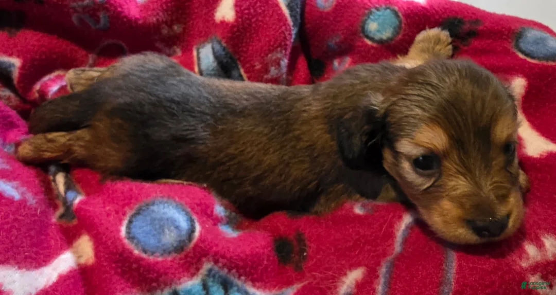 Miniature Dachshund dogs for sale: Tilly - Ad 1