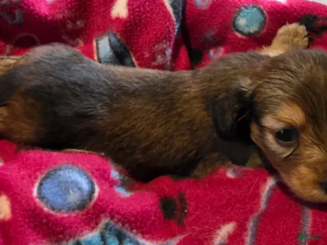 Miniature Dachshund dogs for sale: Tilly - Ad 1