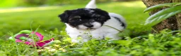 Havapoo dogs for sale: Eva - Ad 3