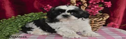 Shih Tzu dogs for sale: Rocco - Ad 4