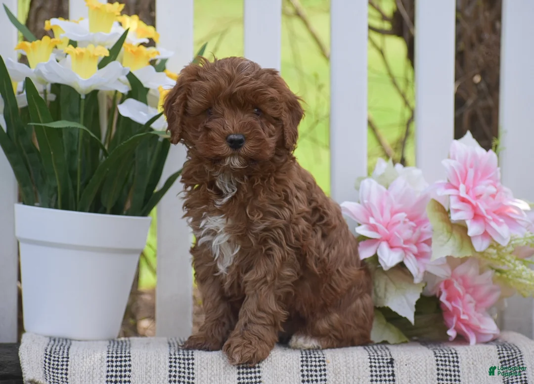 Cavapoo dogs for sale: Sophia - Ad 2