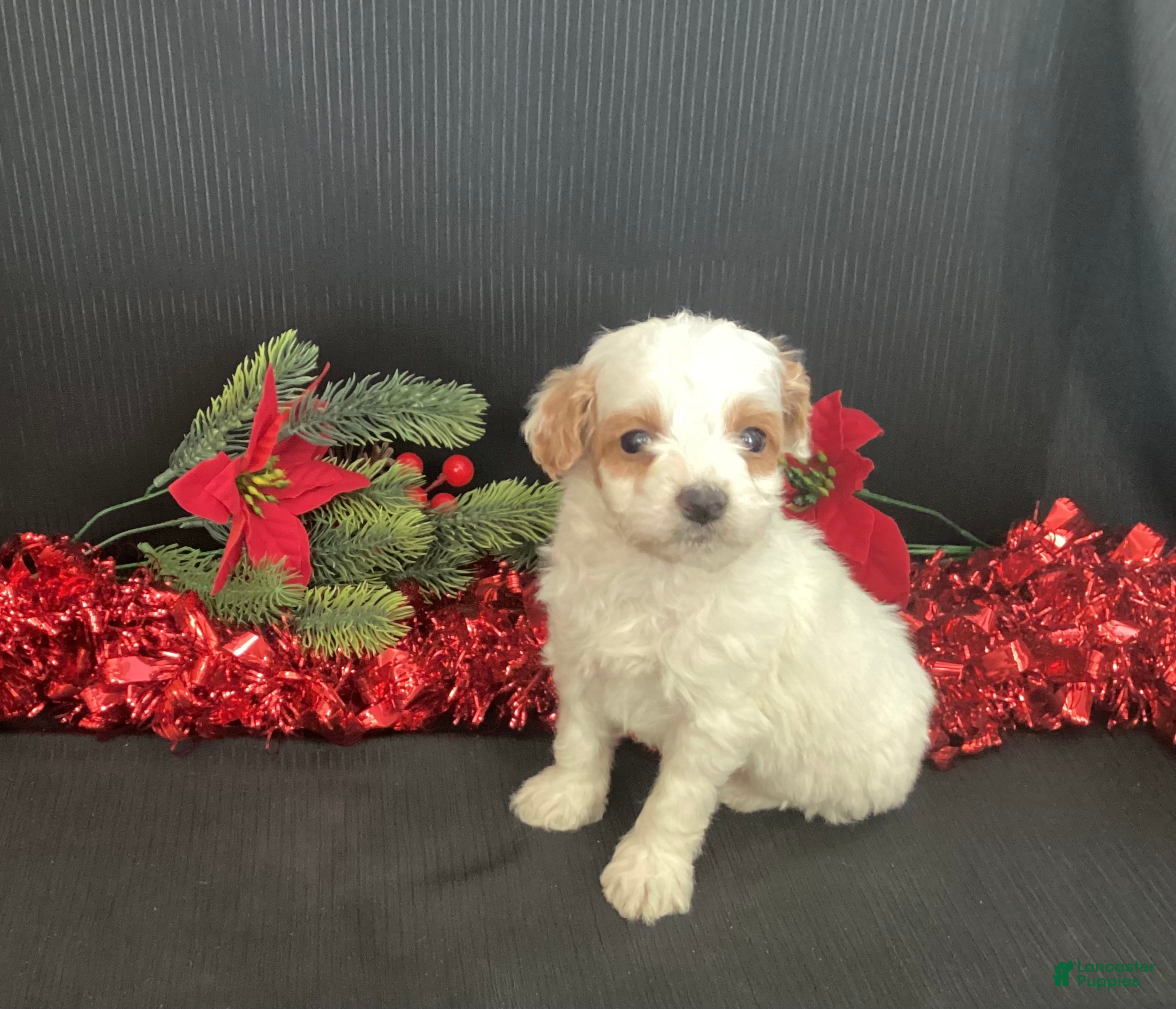 Mini Goldendoodle dogs Woody - Ad 6